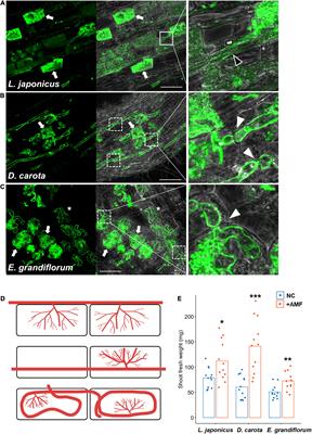 Conservation and Diversity in Gibberellin-Mediated Transcriptional Responses Among Host Plants Forming Distinct Arbuscular Mycorrhizal Morphotypes